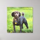 Recherche de caniche noir art Animal