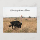 Recherche de autruches cartes postales Kenya