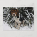 Recherche de chien de beagle cartes postales Froid
