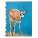 Recherche de image femelle Antilope