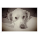 Recherche de chien vintage posters Amoureux des animaux