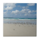 Recherche de mouettes carreaux Littoral