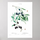 Recherche de redouté posters Vintage