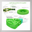 Recherche de diagramme scientifique posters Science