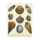 Recherche de palourde magnets Coquillage