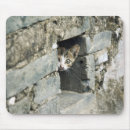 Recherche de jetant Animal