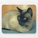 Recherche de siamois tapis souris Animal familier