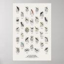 Recherche de naturaliste posters Oiseaux