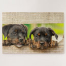 Recherche de chien de rottweiler puzzles Animal