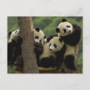 Recherche de oxford vœux cartes Panda géant
