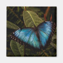 Recherche de papillon bleu de morpho magnets Insecte