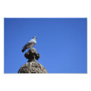 Recherche de pigeons posters Nature