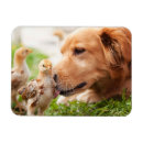 Recherche de poussins magnets Dog