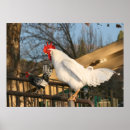 Recherche de poulet de coq posters Mère