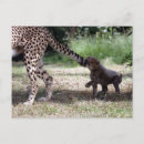 Recherche de petit chat cartes postales Guépard
