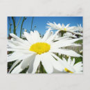 Recherche de fleur blanche cartes postales Marguerite