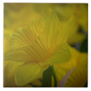 Recherche de jonquille carreaux Fleurs