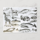 Recherche de cétacé cartes postales Dauphin