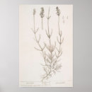 Recherche de herbe posters Lavande