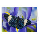 Recherche de papillon tropical cartes postales Beauté dans la nature