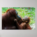 Recherche de orangutan posters Ape
