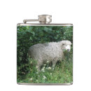 Recherche de moutons photographie Blanc