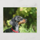 Recherche de bronzage cartes postales Chien