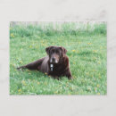 Recherche de laboratoire de chocolat cartes postales Chien