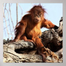 Recherche de orangutan posters Ape