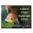 Recherche de caïque Oiseau
