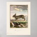 Recherche de rabbit posters Antique