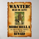 Recherche de morelle Champignons sauvages
