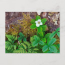 Recherche de brunswick cartes postales Fleur