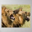 Recherche de african lion posters Nature