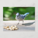 Recherche de oiseau chanteur cartes postales Oiseaux sauvages