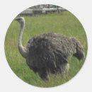 Recherche de autruche autocollants Mignon