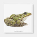 Recherche de blooded magnets Animaux