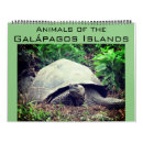 Recherche de tortue calendriers Iguane