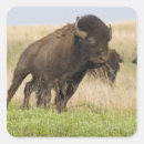 Recherche de bisons autocollants Taureau