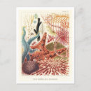 Recherche de oursin cartes postales Vintage