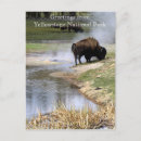 Recherche de parc de yellowstone cartes postales Bison