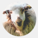 Recherche de moutons autocollants Animal de ferme