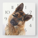 Recherche de shepherd horloges Animals