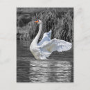 Recherche de cygne noir cartes postales Noir et blanc