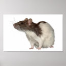 Recherche de agouti À capuchon