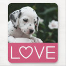 Recherche de chiot dalmatien tapis souris Chien
