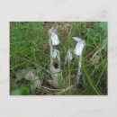 Recherche de pipe cartes postales Forêt