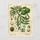 Recherche de plantes cartes postales Pour elle