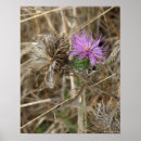 Recherche de chardon posters Photographie