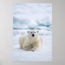 Recherche de verrat Arctique